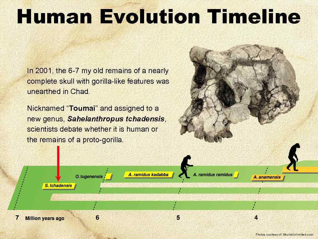 Human Evolution Timeline In 2001, the 6 -7 my old remains of a nearly