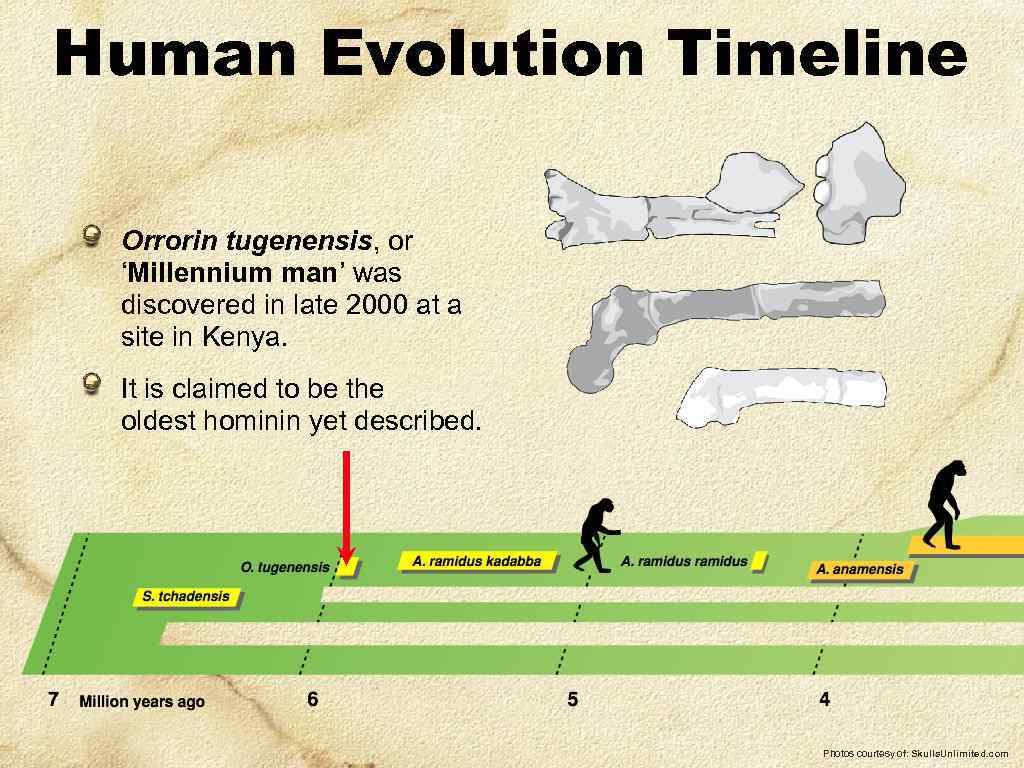 Human Evolution Timeline Orrorin tugenensis, or ‘Millennium man’ was discovered in late 2000 at