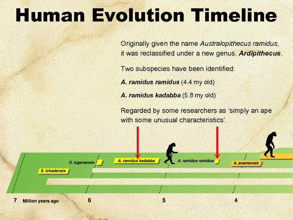 Human Evolution Timeline Originally given the name Australopithecus ramidus, it was reclassified under a