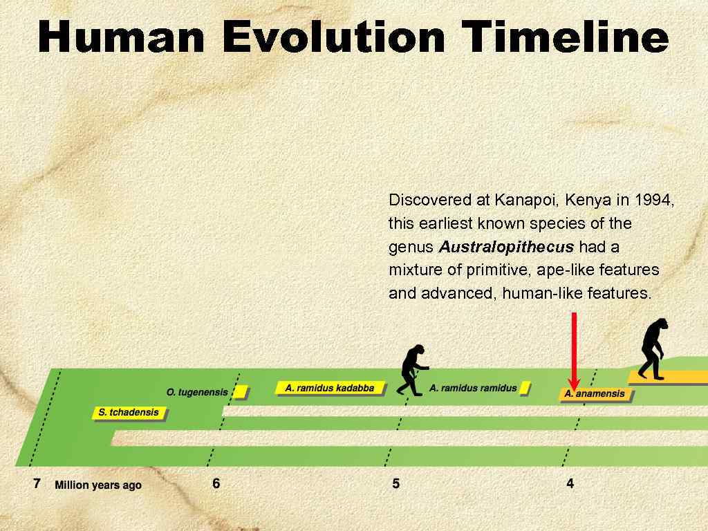 Human Evolution Timeline Discovered at Kanapoi, Kenya in 1994, this earliest known species of
