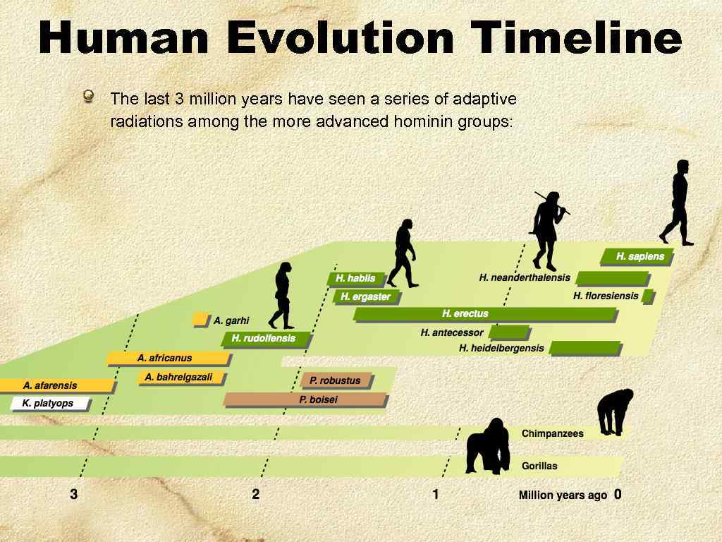 Human Evolution Timeline The last 3 million years have seen a series of adaptive