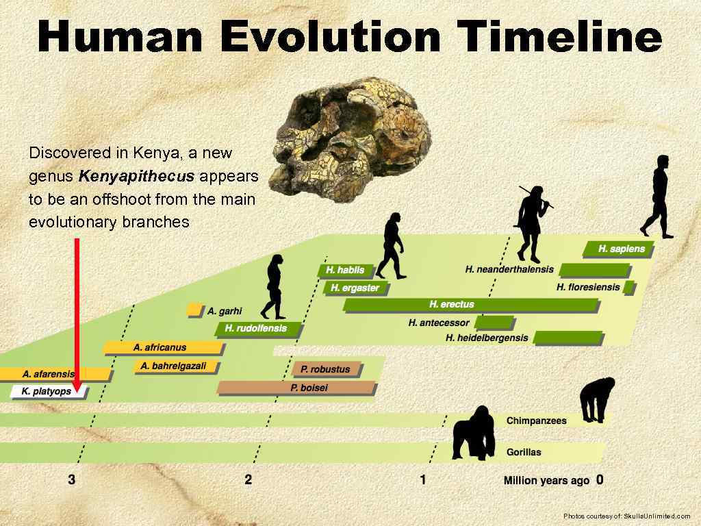 Human Evolution Timeline Discovered in Kenya, a new genus Kenyapithecus appears to be an