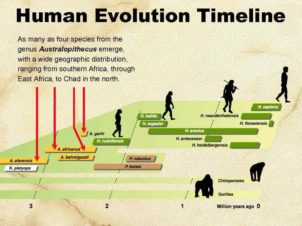Human Evolution Timeline As many as four species from the genus Australopithecus emerge, with