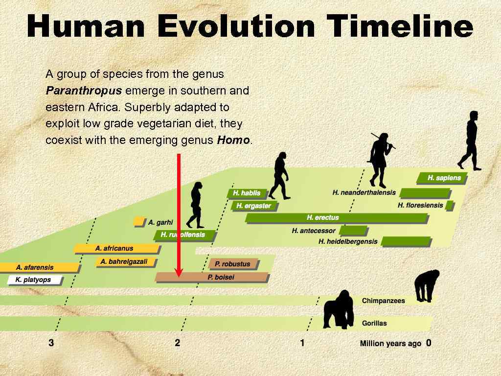 Human Evolution Timeline A group of species from the genus Paranthropus emerge in southern