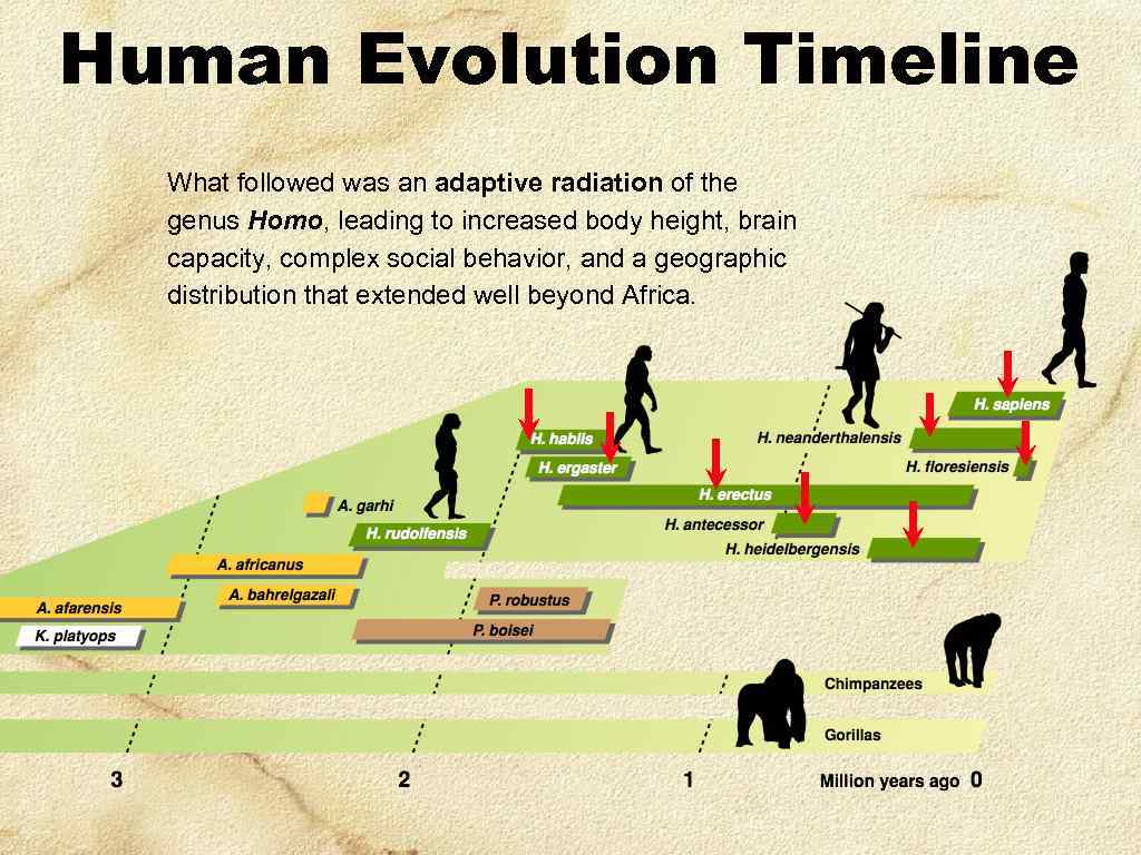 Human Evolution Timeline What followed was an adaptive radiation of the genus Homo, leading