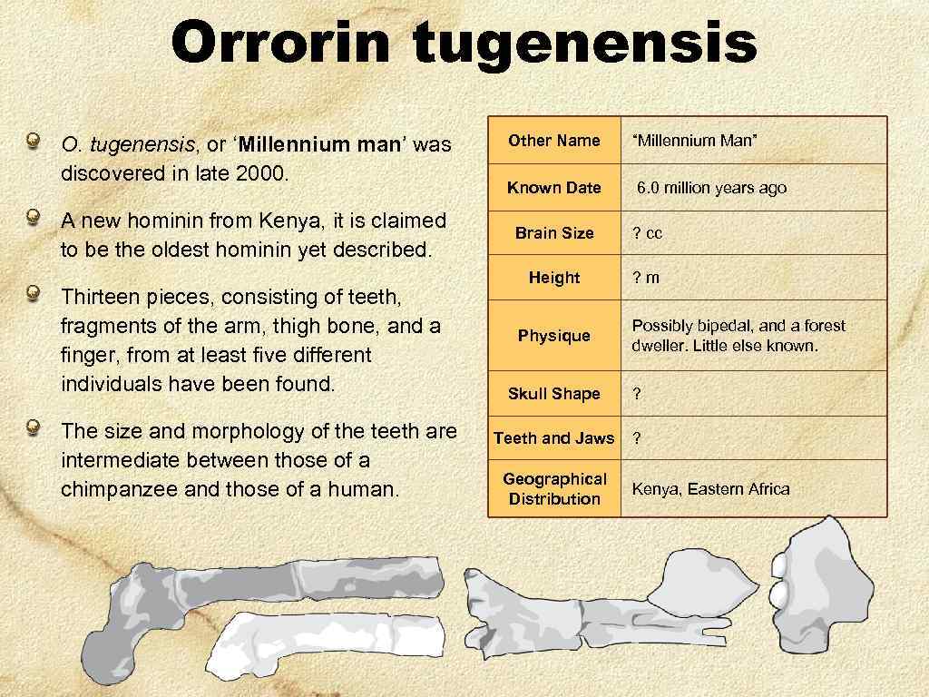 Orrorin tugenensis O. tugenensis, or ‘Millennium man’ was discovered in late 2000. A new