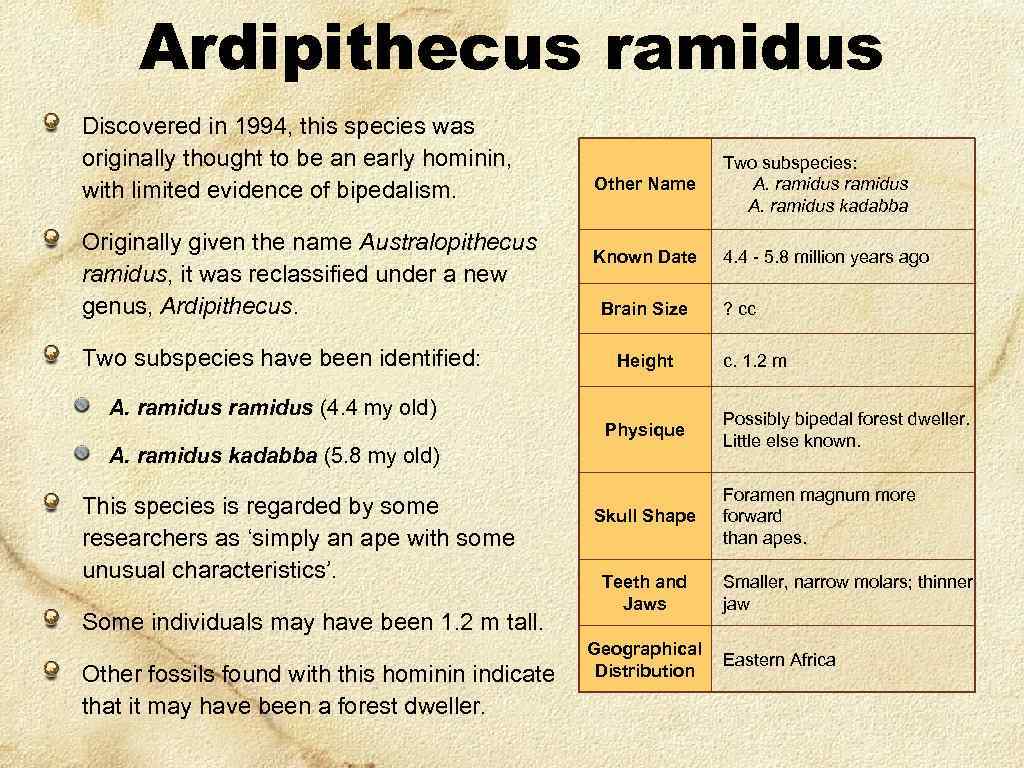 Ardipithecus ramidus Discovered in 1994, this species was originally thought to be an early