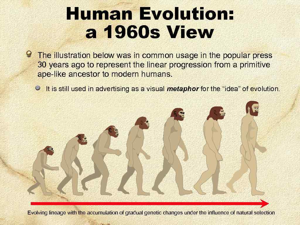 Human Evolution: a 1960 s View The illustration below was in common usage in