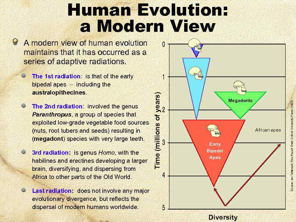 Human Evolution: a Modern View The 2 nd radiation: involved the genus Paranthropus, a