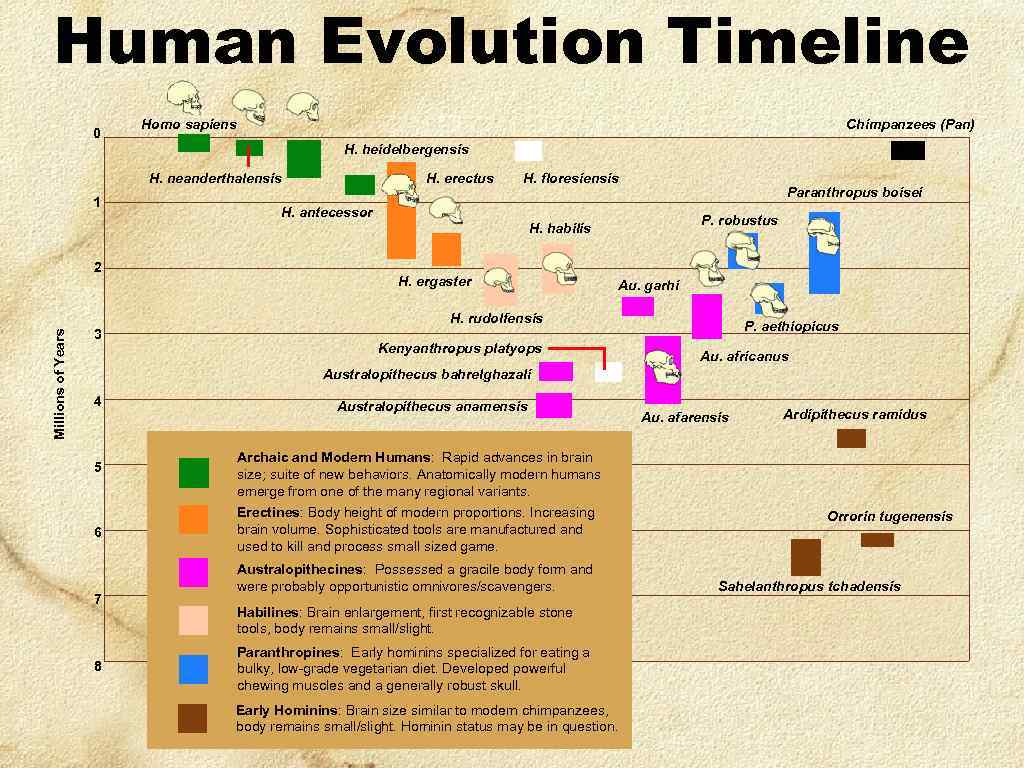 Human Evolution Timeline 0 Homo sapiens Chimpanzees (Pan) H. heidelbergensis H. neanderthalensis 1 H.