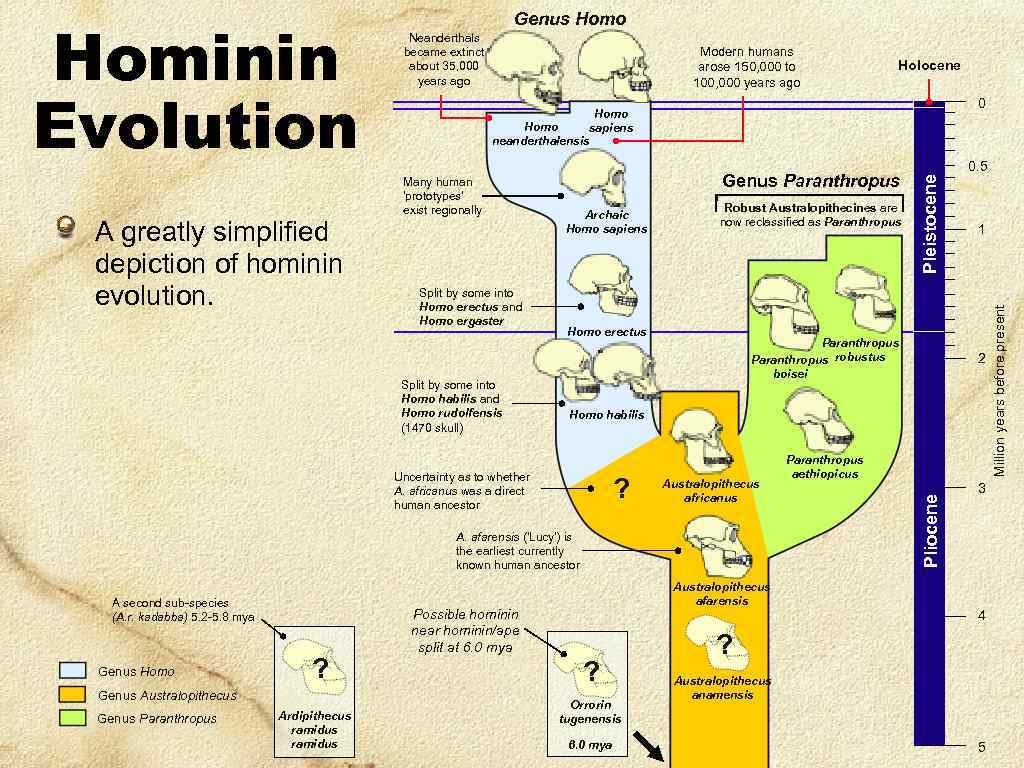 Modern humans arose 150, 000 to 100, 000 years ago 0 Homo sapiens neanderthalensis