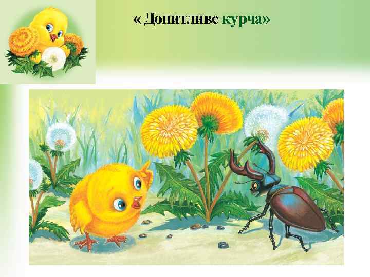 « Допитливе курча» 