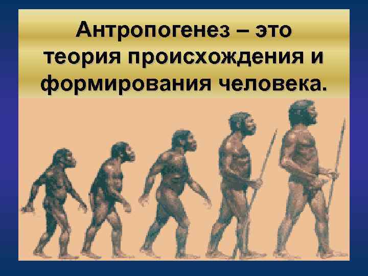 Антропогенез – это теория происхождения и формирования человека. Антропогенез 