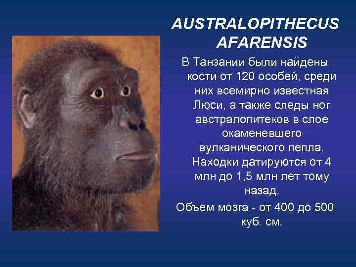 AUSTRALOPITHECUS AFARENSIS В Танзании были найдены кости от 120 особей, среди них всемирно известная