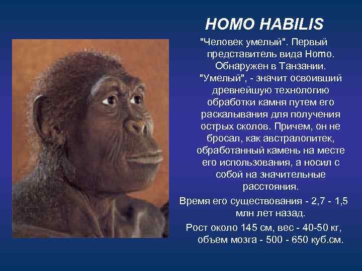 HOMO HABILIS "Человек умелый". Первый представитель вида Homo. Обнаружен в Танзании. "Умелый", - значит