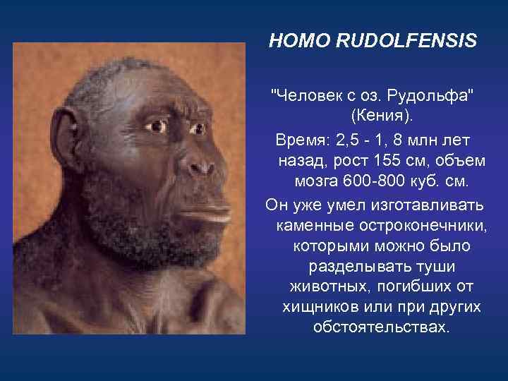 HOMO RUDOLFENSIS "Человек с оз. Рудольфа" (Кения). Время: 2, 5 - 1, 8 млн
