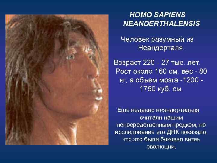 HOMO SAPIENS NEANDERTHALENSIS Человек разумный из Неандерталя. Возраст 220 - 27 тыс. лет. Рост