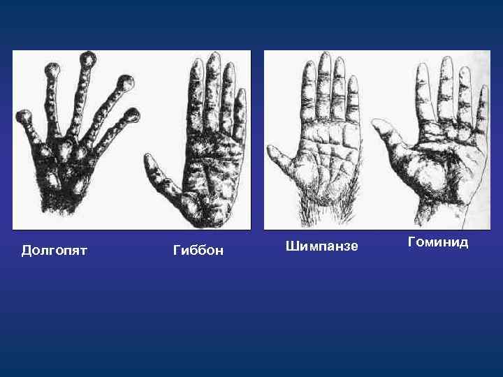 Долгопят Гиббон Шимпанзе Гоминид 