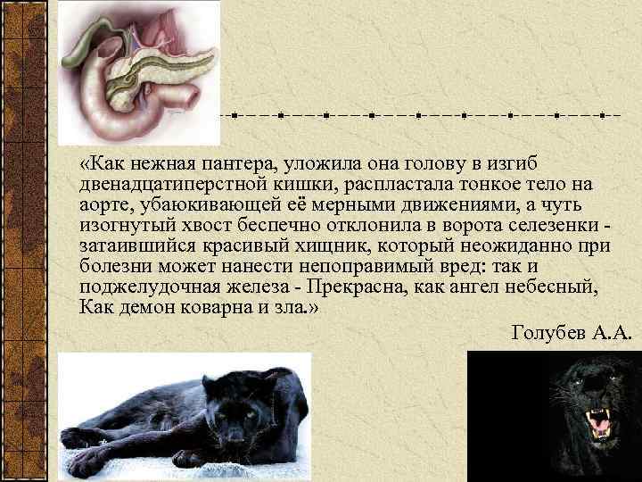  «Как нежная пантера, уложила она голову в изгиб двенадцатиперстной кишки, распластала тонкое тело