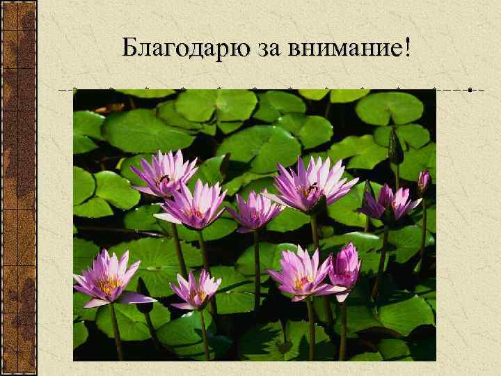 Благодарю за внимание! 