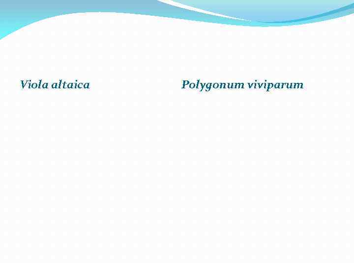 Viola altaica Polygonum viviparum 