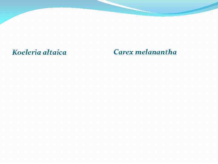 Koeleria altaica Carex melanantha 