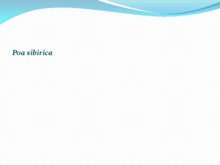 Poa sibirica 