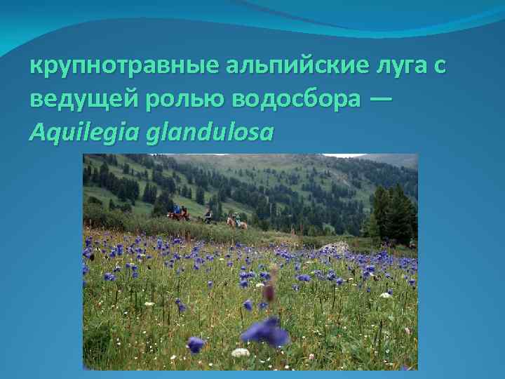 крупнотравные альпийские луга с ведущей ролью водосбора — Aquilegia glandulosa 