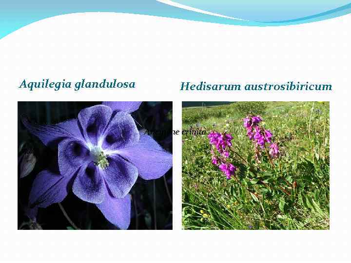 Aquilegia glandulosa Hedisarum austrosibiricum Anemone crinita 