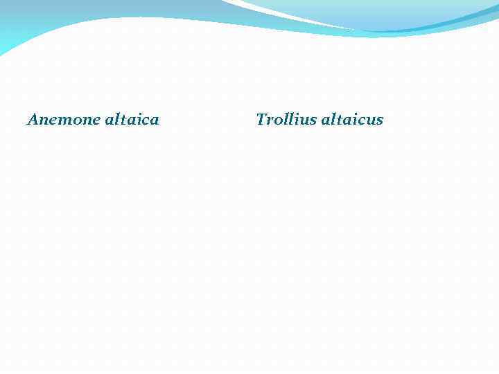 Anemone altaica Trollius altaicus 