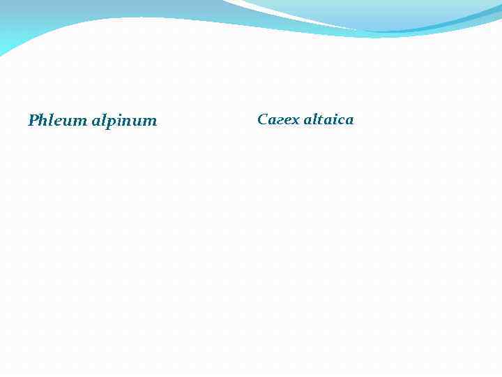 Phleum alpiпит Сагех altaica 