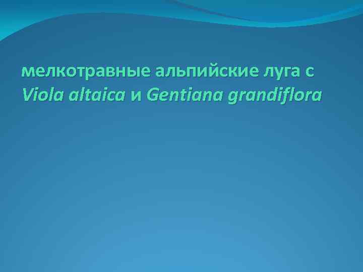 мелкотравные альпийские луга с Viola altaica и Gentiana grandiflora 