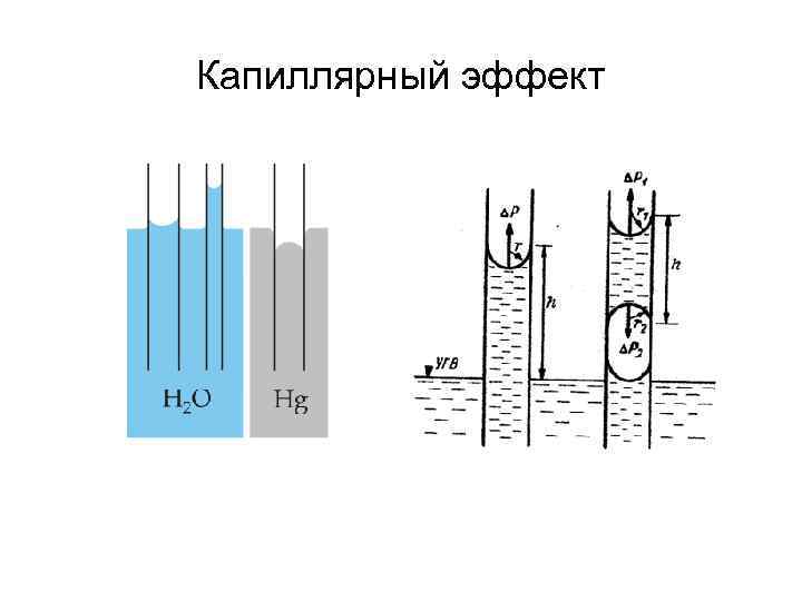 Капиллярные явления в природе