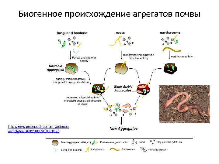 Биогенное происхождение агрегатов почвы http: //www. sciencedirect. com/science /article/pii/S 0921800907001693 