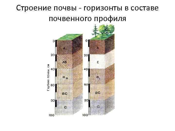 Какой из почвенных горизонтов обозначен на схеме оранжевым цветом