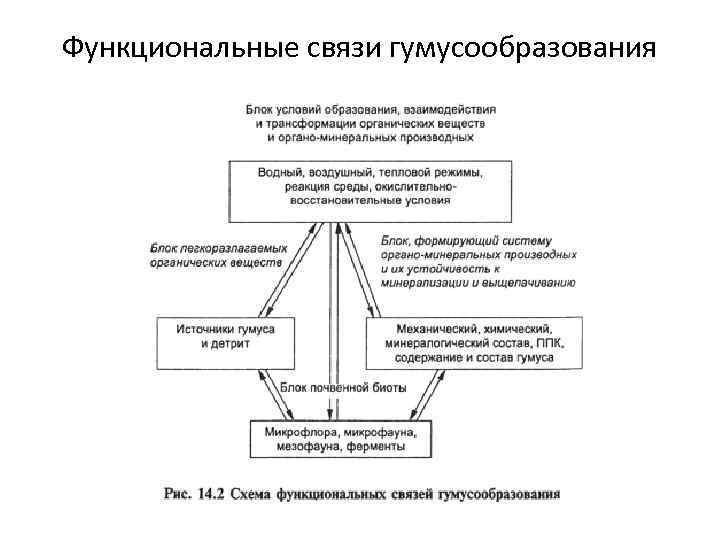 Функциональные связи гумусообразования 