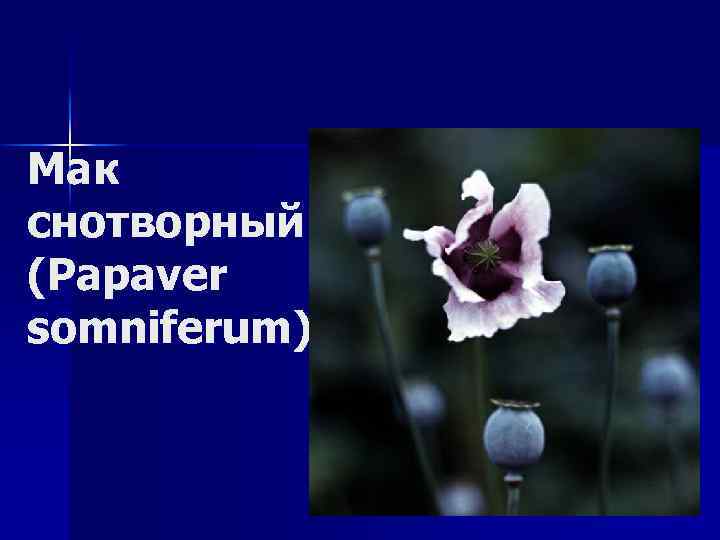 Мак снотворный (Papaver somniferum) 