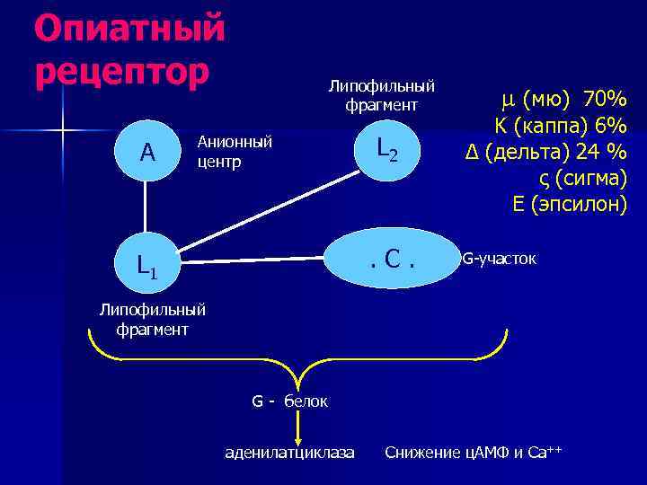 Опиатный рецептор A Липофильный фрагмент Анионный центр L 2 . C. L 1 (мю)