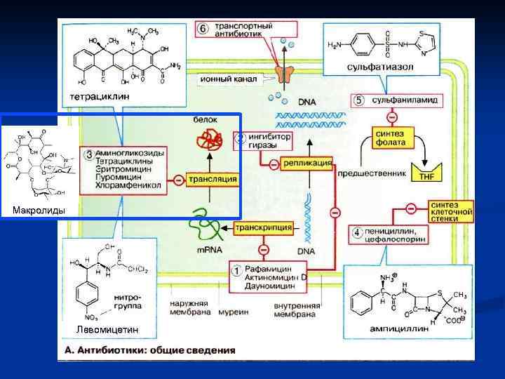 Макролиды Левомицeтин 