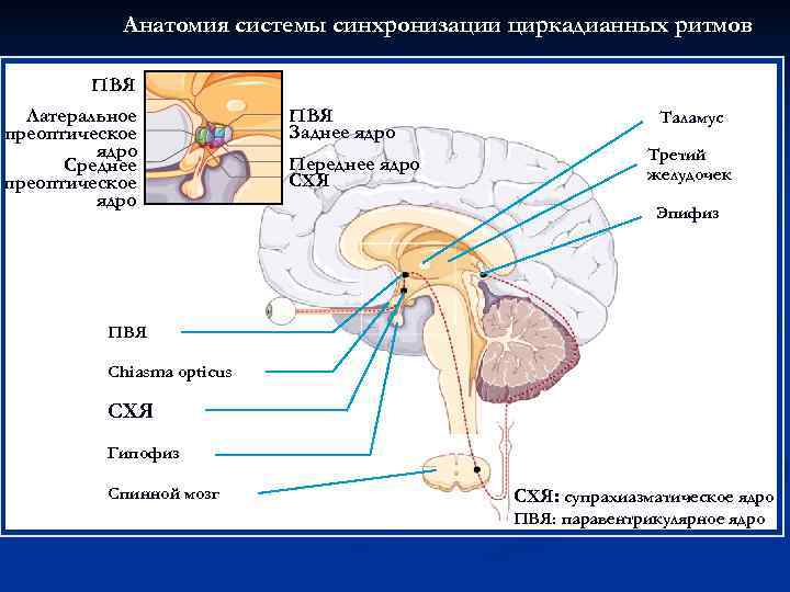 Анатомия системы синхронизации циркадианных ритмов ПВЯ Латеральное преоптическое ядро Среднее преоптическое ядро ПВЯ Заднее