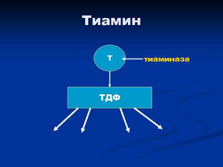 Тиамин Т ТДФ тиаминаза 