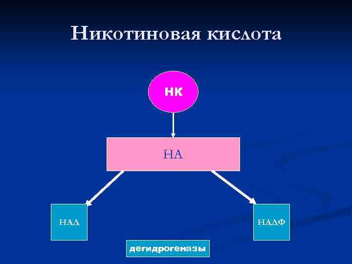 Никотиновая кислота НК НА НАДФ дегидрогеназы 