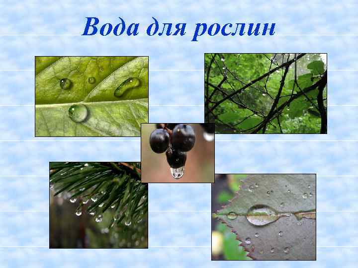 Вода для рослин 