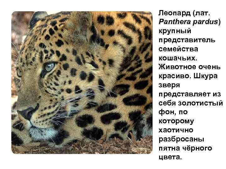 Леопард (лат. Panthera pardus) крупный представитель семейства кошачьих. Животное очень красиво. Шкура зверя представляет