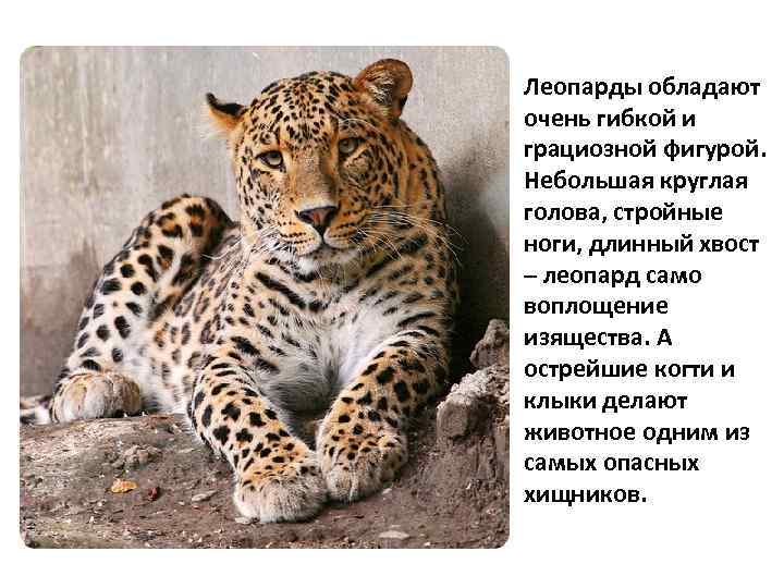 Леопарды обладают очень гибкой и грациозной фигурой. Небольшая круглая голова, стройные ноги, длинный хвост