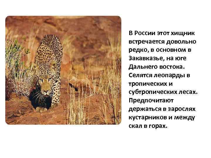В России этот хищник встречается довольно редко, в основном в Закавказье, на юге Дальнего