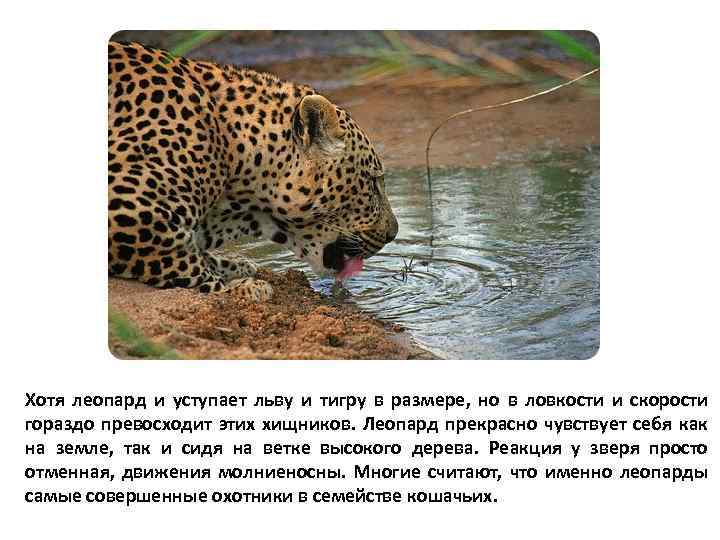 Хотя леопард и уступает льву и тигру в размере, но в ловкости и скорости