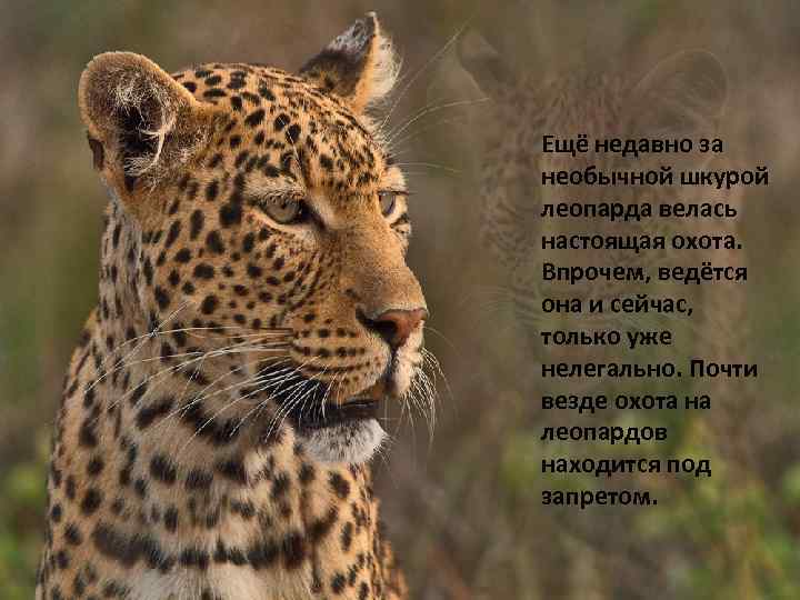 Ещё недавно за необычной шкурой леопарда велась настоящая охота. Впрочем, ведётся она и сейчас,