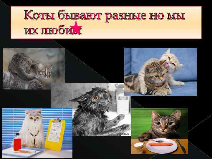 Коты бывают разные но мы их любим 