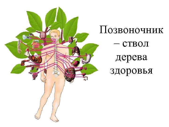 Позвоночник – ствол дерева здоровья 